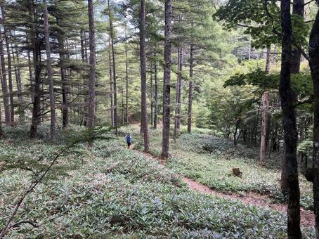入笠山の登山風景（入笠山頂～首切清水）の写真