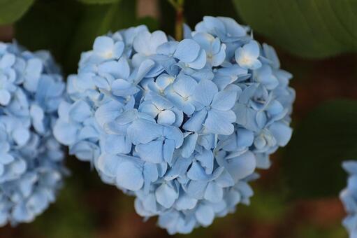 紫陽花 紫陽花の写真