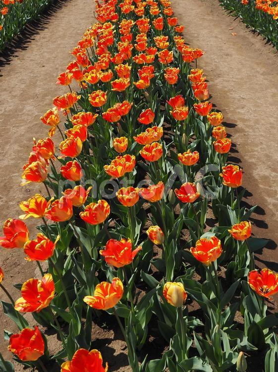 チューリップ・佐倉ふるさと広場（佐倉市） 春,チューリップ,花畑の写真素材