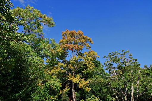 秋の始まり 秋の始まり 紅葉,始まり,秋の写真素材