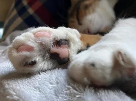Calico cat paws, JPG