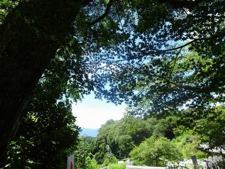 岡寺 岡寺の写真