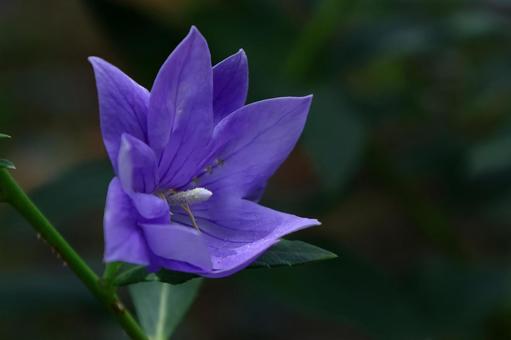 Photo, campanulaceae, flower, bellflower family, 