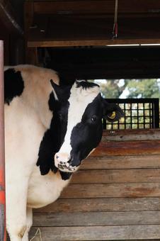 牛 牛,うし,生き物の写真素材