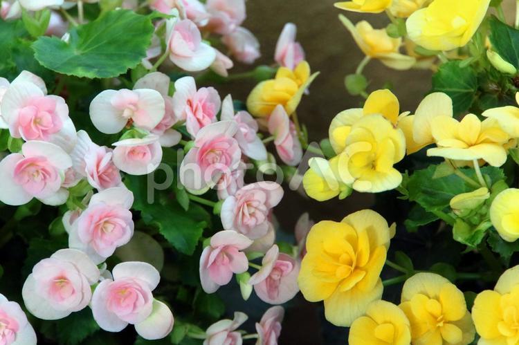 ピンクとイエローのベゴニア ベゴニア,begonia,エディブルフラワーの写真素材