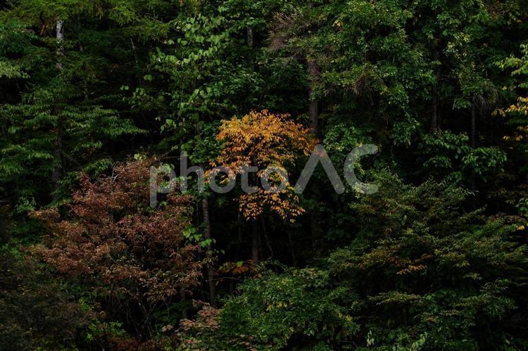 森の中に浮かび上がる紅葉 木々,自然,秋の写真素材