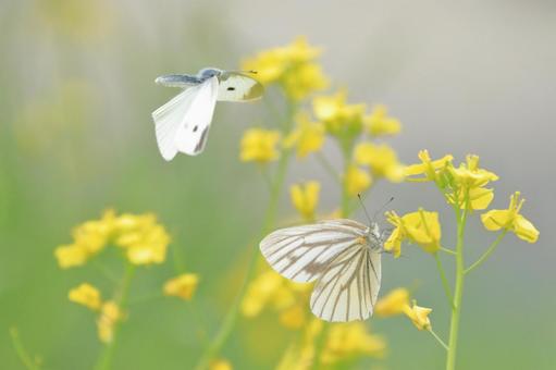 Photo, insect, butterfly, scarlet grown whitebirds, 