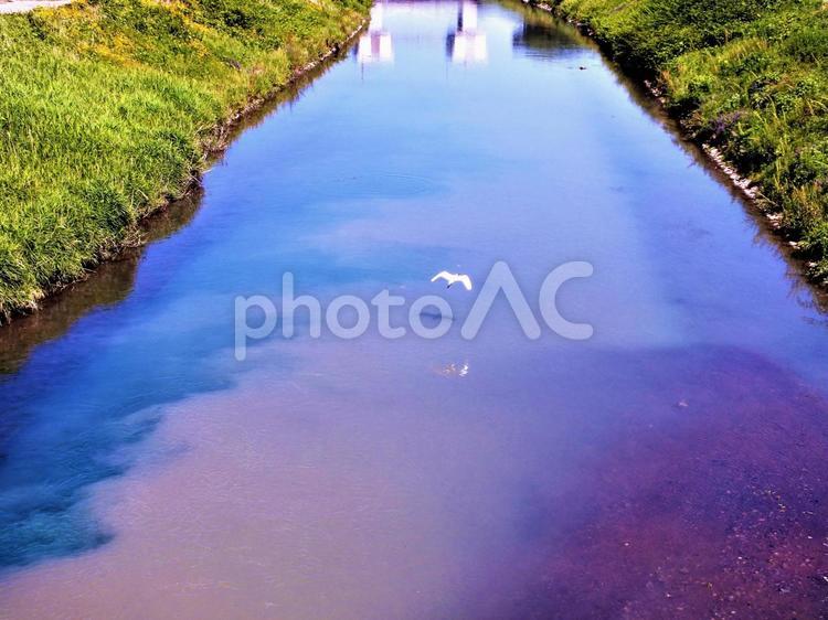 雨上がりの川の色の変化　飛ぶシラサギ 川,サギ,白鷺の写真素材