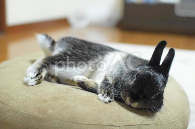 疲れました…。 うさぎ,兎,ペットの写真素材