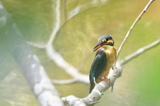 カワセミの写真