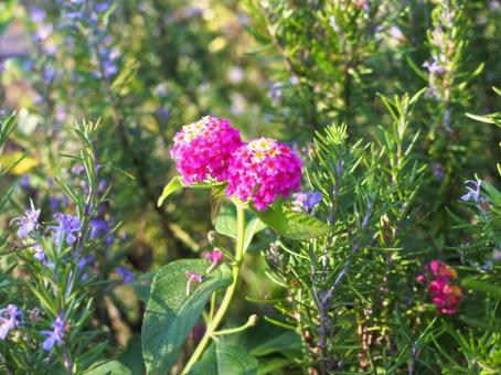 秋の公園に咲くランタナとローズマリー ランタナ,ローズマリー,花の写真素材