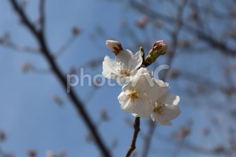 桜の花(アップ) 春,ソメイヨシノ,桜の写真素材