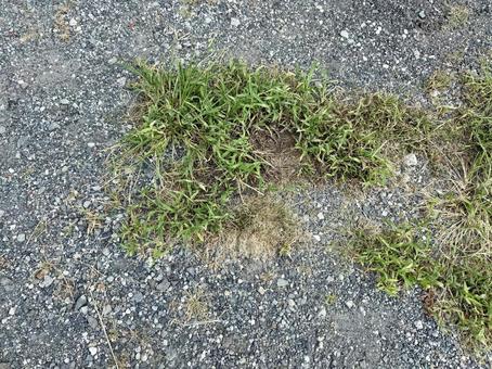 道端の雑草 道端の雑草の写真