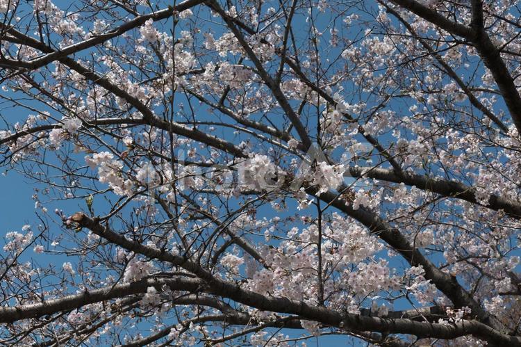 泉の土手に咲く白いソメイヨシノ 川,水,泉の写真素材