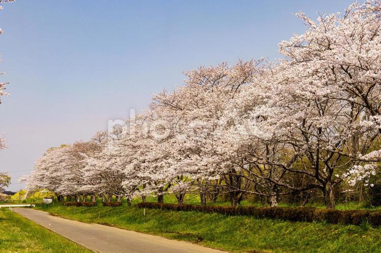 青空に映える満開の桜 桜,春,満開の写真素材
