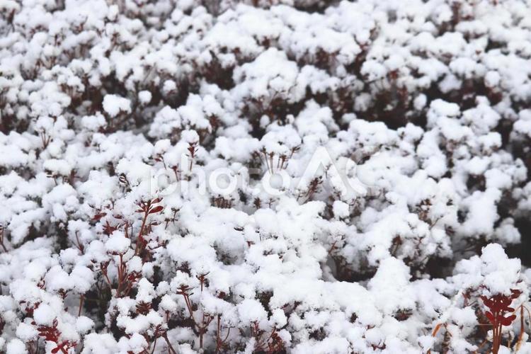 【No.006】雪と植物 植物,積もった,雪の写真素材