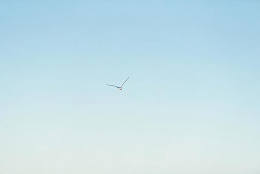 大空を優雅に舞うセグロカモメ 大空を優雅に舞うセグロカモメ セグロカモメ,渡り鳥,冬鳥の写真素材