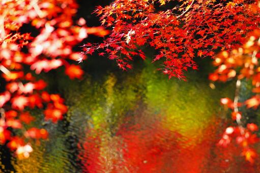 Autumn leaves, autumn leaves, momiji, autumn, JPG