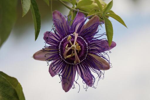 紫色のパッシフロアの花のアップ 紫色,パッシフロア,花の写真素材