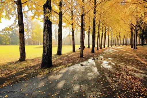 つくば市の科学万博記念公園の秋の風景 科学万博記念公園,銀杏並木,イチョウの写真素材