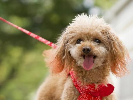 お散歩ワンコ 犬,トイプードル,ティーカップの写真素材