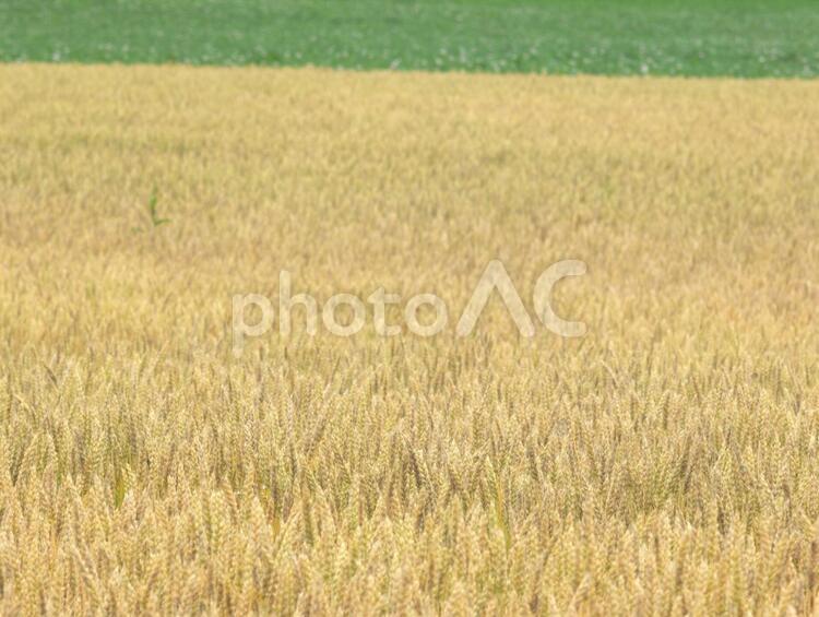 緑と黄色の畑 麦,コムギ,黄金の写真素材