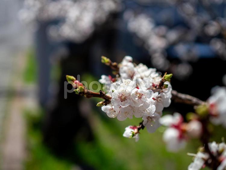 八部咲きの桜 自然,美しい,さくらの写真素材