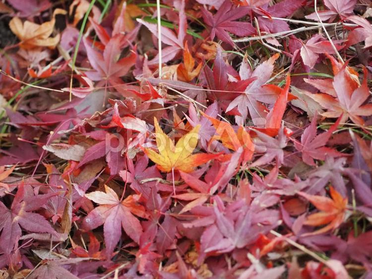 もみじの絨毯 もみじ,絨毯,紅葉の写真素材