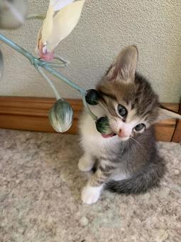 かたいニャーの写真