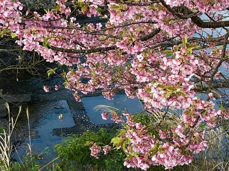 河津桜 河津桜の写真