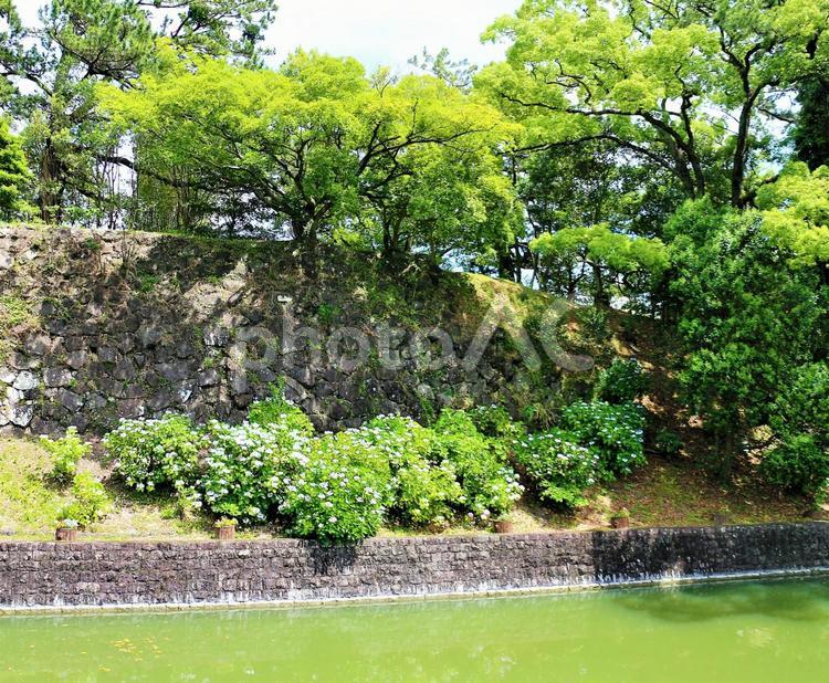 駿府城の古い石垣と　アジサイの花 石垣,古い石垣,紫陽花の写真素材