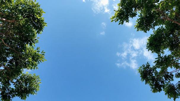見上げる空、雲と木々 見上げる空、雲と木々の写真
