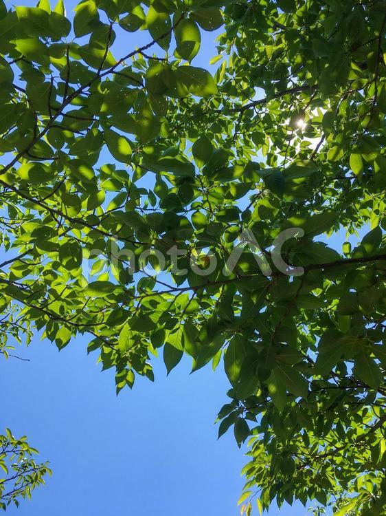 夏の木漏れ日 新緑,美しい,きれいの写真素材