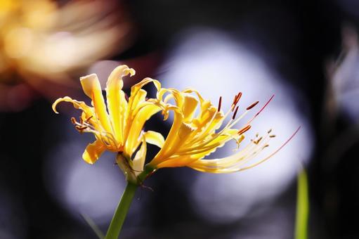 黄色い彼岸花の写真
