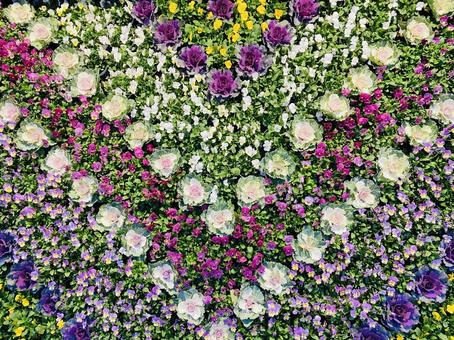 花畑 花畑 花手水,花,ガーデンの写真素材