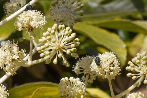 虫がとまる白い花の写真