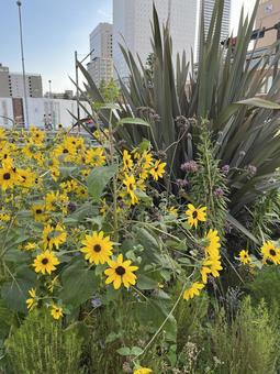 道端の黄色い花 道端の黄色い花 花,植物,黄色の写真素材