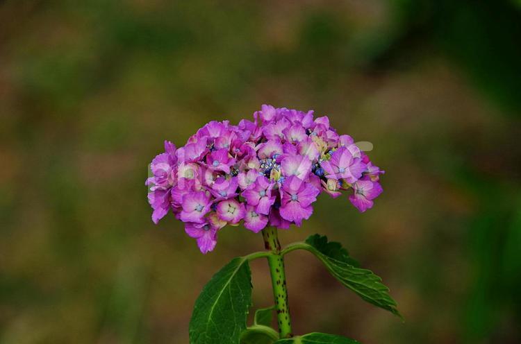 アジサイの季節 アジサイ,紫陽花,鮮やかの写真素材