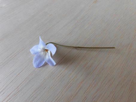 すみれ一輪 すみれ一輪 すみれ,花,木目の写真素材