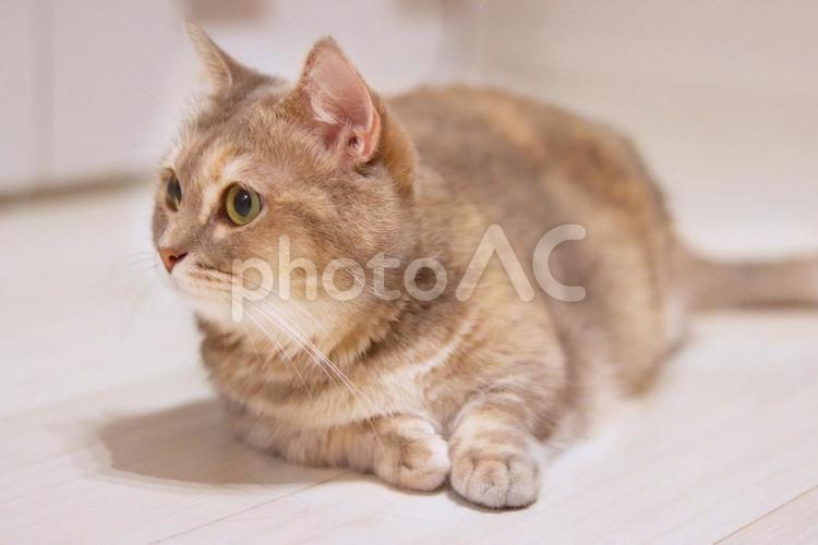 遠くを見つめる猫 猫,ねこ,ネコの写真素材