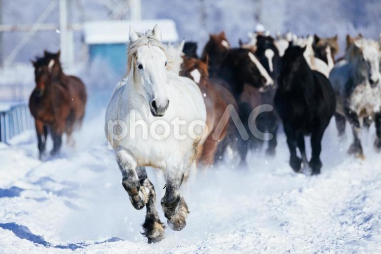 冬に走る馬の群れ 馬,冬,馬追いの写真素材