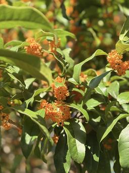 金木犀 金木犀,きんもくせい,金木犀花の写真素材