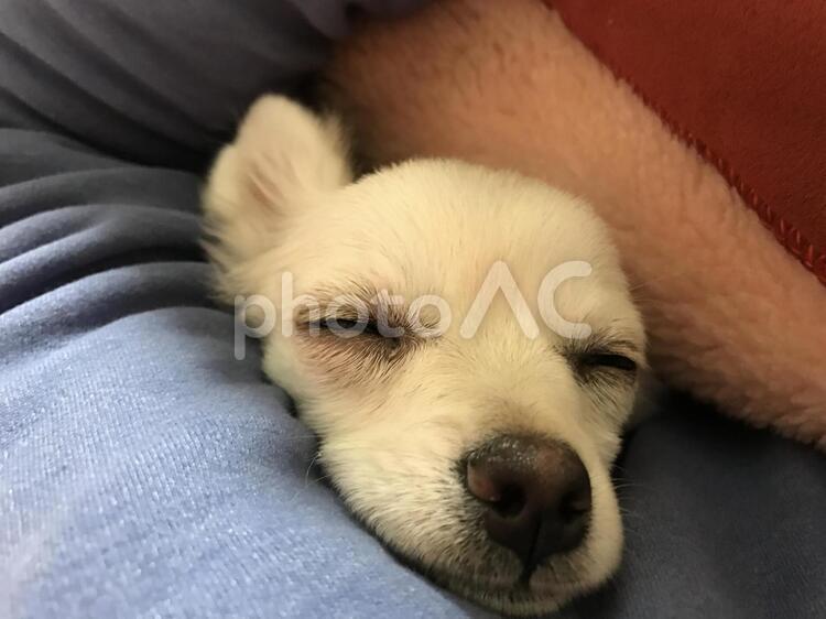 安堵の眠り チワワ,子犬,眠りの写真素材
