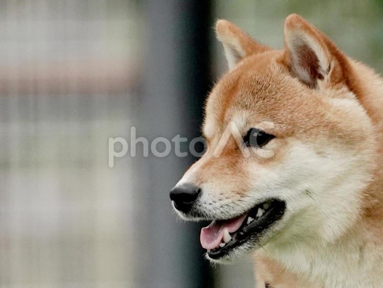 ワンコの顔（柴犬・豆柴） 犬,柴犬,人気の写真素材