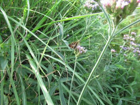 イチモンジセセリ 小さい,ちょうちょ,素早いの写真素材