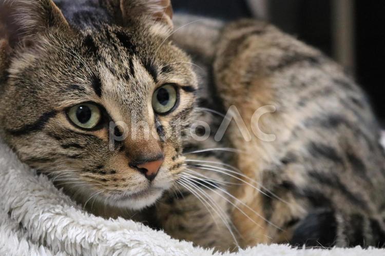 猫 猫,キジトラ,アップの写真素材