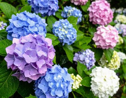 梅雨に咲く満開の紫陽花 梅雨に咲く満開の紫陽花の写真