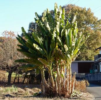【植物写真】バナナの木 バナナ,バナナの木,果物の写真素材