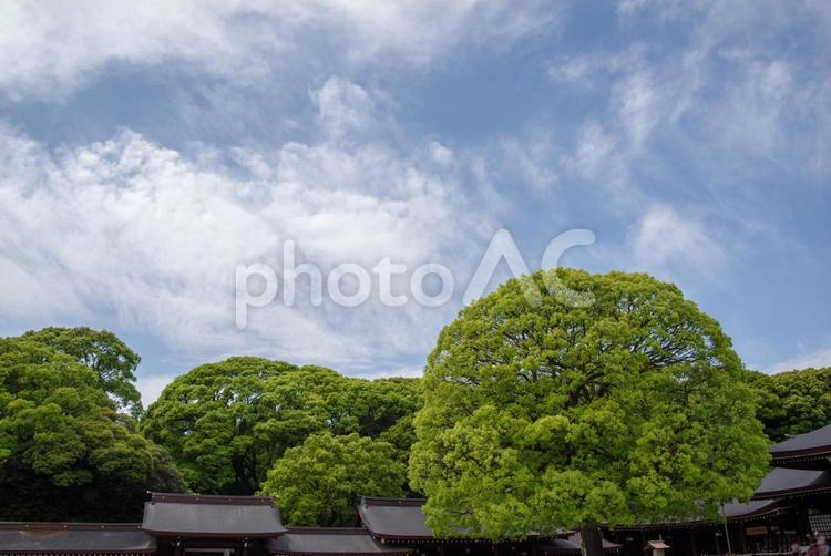 明治神宮の境内の風景 参拝,境内,建物の写真素材