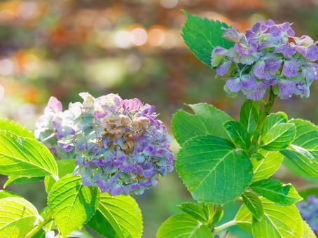 Hydrangea, JPG Hydrangea, JPG